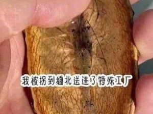 活体肉莲的图片;求活体肉莲的图片，谢谢