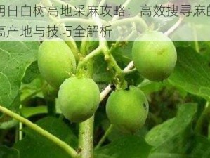 明日白树高地采麻攻略：高效搜寻麻的高产地与技巧全解析