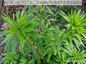 嫩叶草一区二区三区，各具特色的优质产品等你来体验