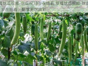 草莓丝瓜视频-丝瓜视18岁在线看,草莓丝瓜视频-丝瓜视 18 岁在线看：畅享无尽精彩