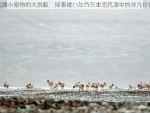 荒原小宠物的大贡献：探索微小生命在生态荒原中的非凡价值