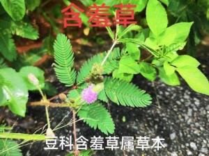 含羞草传媒2024网站免费进入(含羞草传媒 2024 网站免费进入是否可信？)