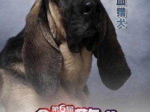 探寻独特之秘：寻血猎犬的犬种奥秘揭秘