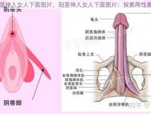 阳茎伸入女人下面图片、阳茎伸入女人下面图片：探索两性奥秘