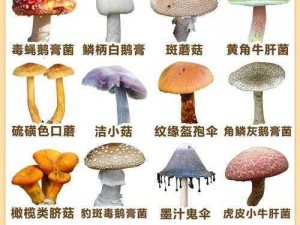 国产蘑菇视频一二三四，汇聚各地精彩内容，让你随时随地想看就看