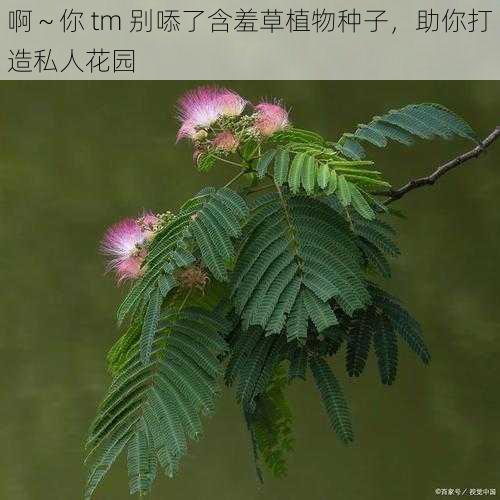 啊～你 tm 别㖭了含羞草植物种子，助你打造私人花园