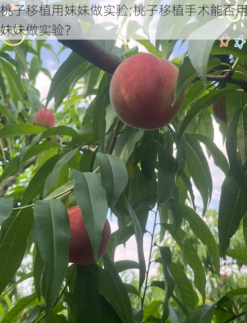 桃子移植用妹妹做实验;桃子移植手术能否用妹妹做实验？