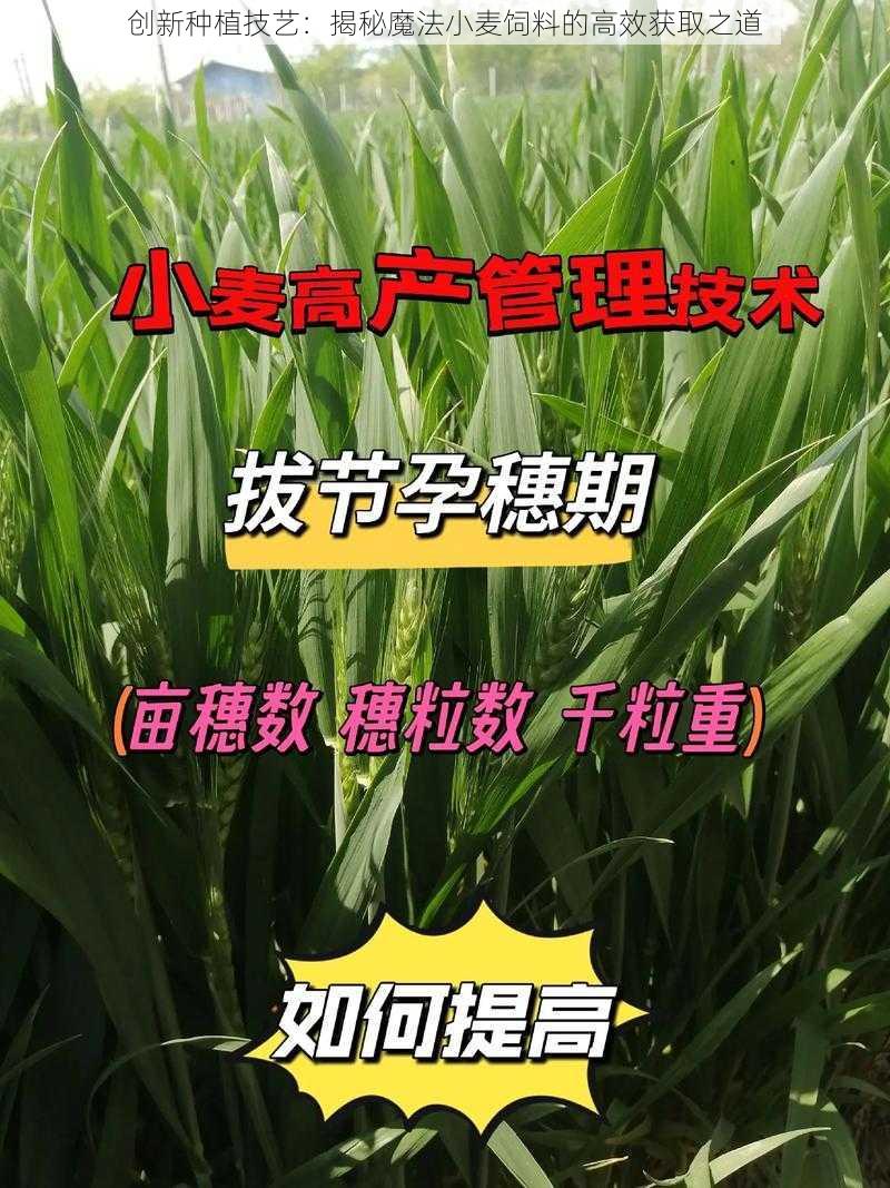 创新种植技艺：揭秘魔法小麦饲料的高效获取之道