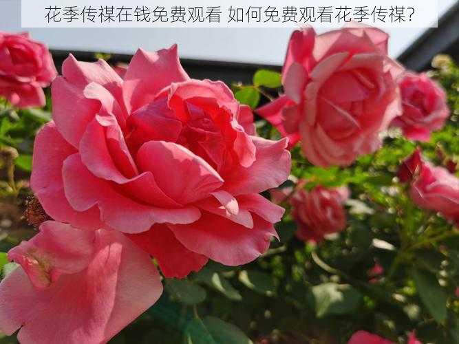 花季传禖在钱免费观看 如何免费观看花季传禖？