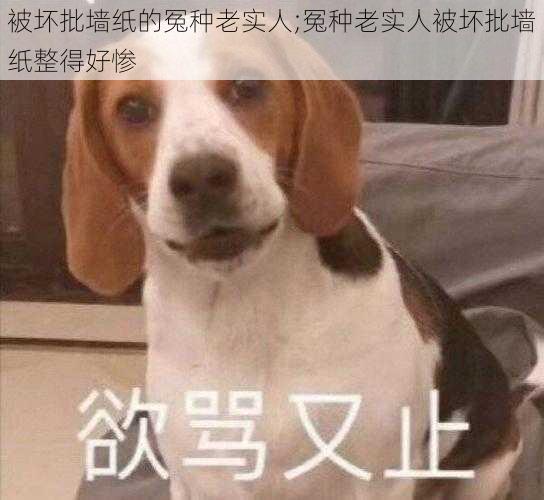 被坏批墙纸的冤种老实人;冤种老实人被坏批墙纸整得好惨