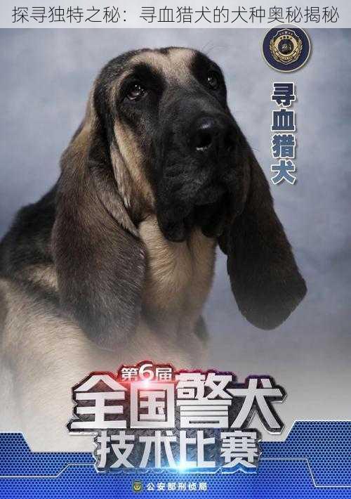 探寻独特之秘：寻血猎犬的犬种奥秘揭秘