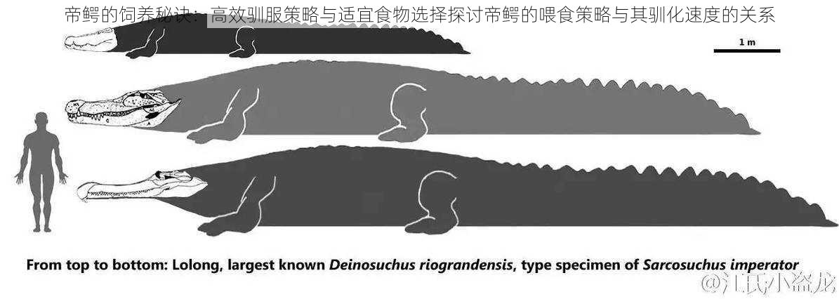 帝鳄的饲养秘诀：高效驯服策略与适宜食物选择探讨帝鳄的喂食策略与其驯化速度的关系